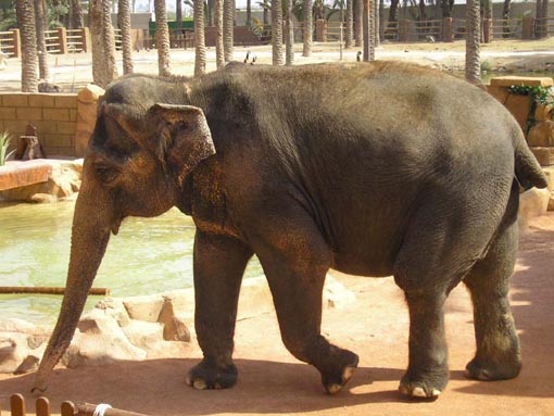 Elephant Photo